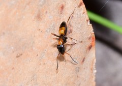 Opisthopsis picta