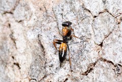 Opisthopsis picta