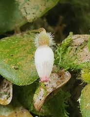 Sphyrospermum buxifolium