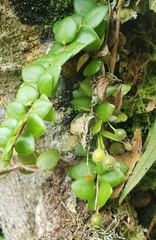 Sphyrospermum buxifolium