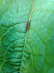 Macugonalia cavifrons