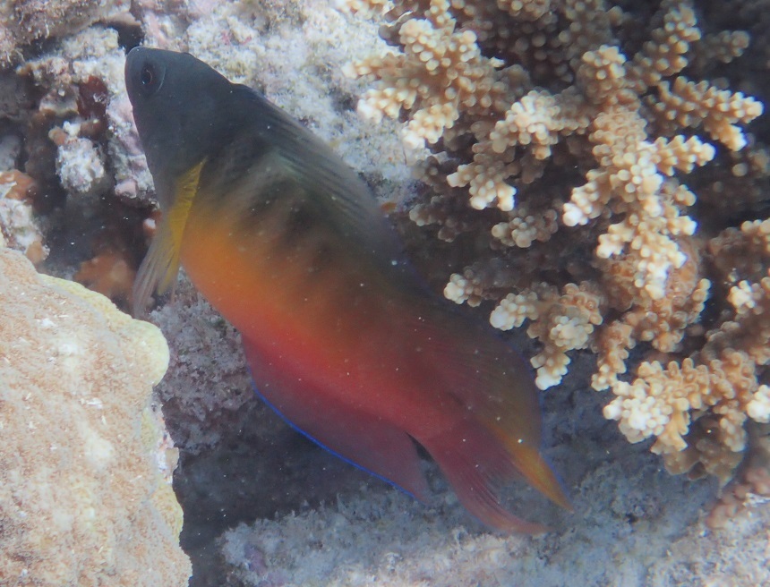 Queensland dottyback (Ogilbyina queenslandiae) — Pseudochromidae