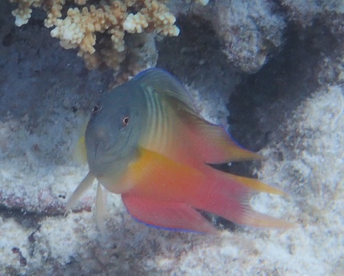 Queensland dottyback (Ogilbyina queenslandiae) — Pseudochromidae — 3