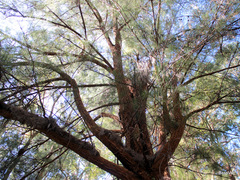 Allocasuarina decussata