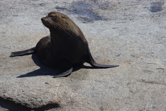Arctocephalus forsteri