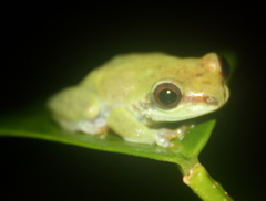 Hyperolius fusciventris