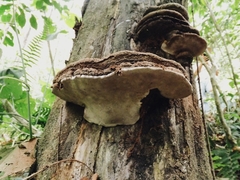 Fungi
