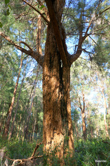 Allocasuarina decussata