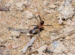 Leptomyrmex rothneyi