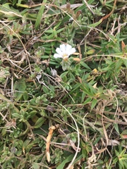 Scaevola hookeri
