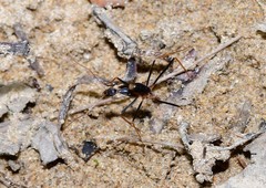 Leptomyrmex rothneyi