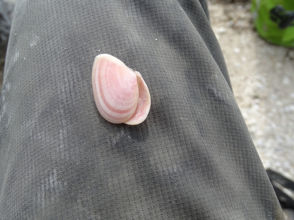 Rose-petal tellin