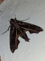 Hemeroplanes triptolemus