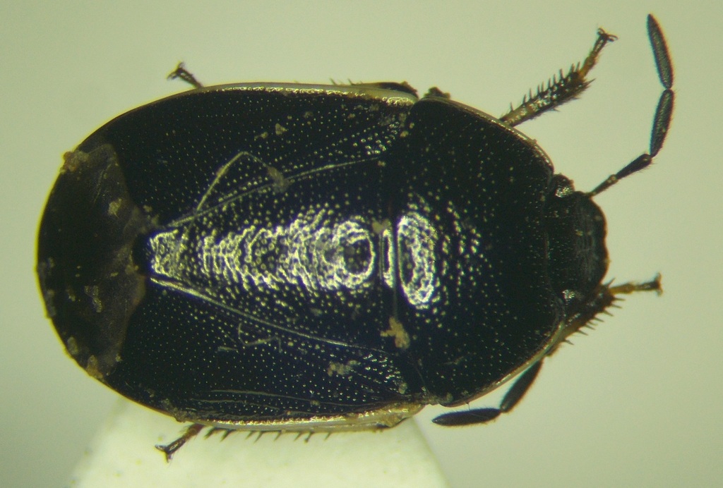 Adomerus congener