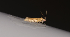 Paramesia gnomana