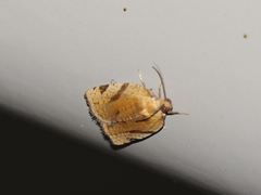 Paramesia gnomana