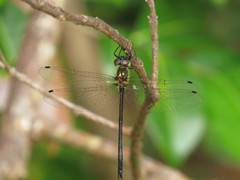 Micromidia atrifrons