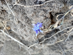 Lobelia gruina
