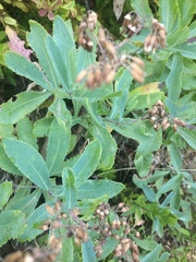 Senecio odoratus