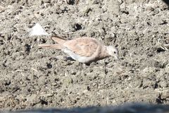 Streptopelia tranquebarica