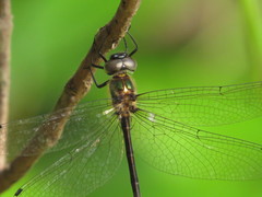 Micromidia atrifrons
