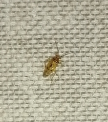 Tropidosteptes chapingoensis