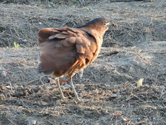 Gorsachius melanolophus