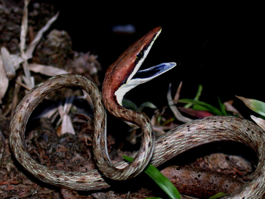 Guatemalan Vine Snake