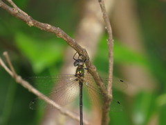 Micromidia atrifrons