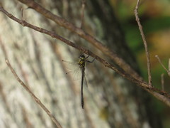 Micromidia atrifrons