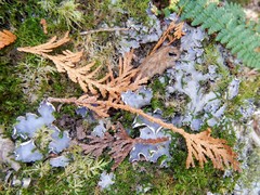 Peltigera elisabethae