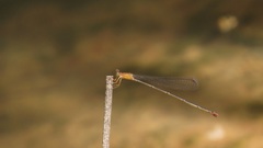 Teinobasis rufithorax