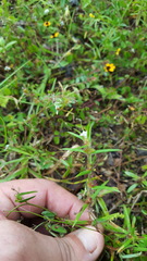 Hexasepalum apiculatum