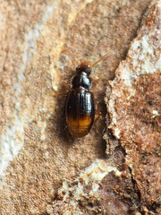 Mioptachys flavicauda