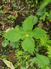 Millerieae