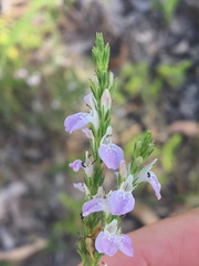 Rostellularia adscendens