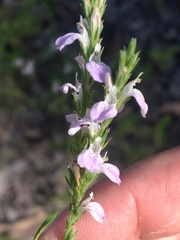 Rostellularia adscendens