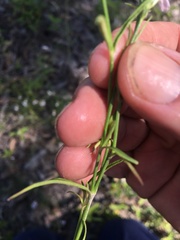 Rostellularia adscendens