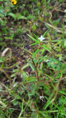 Hexasepalum apiculatum