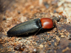 Ampedus rubricollis