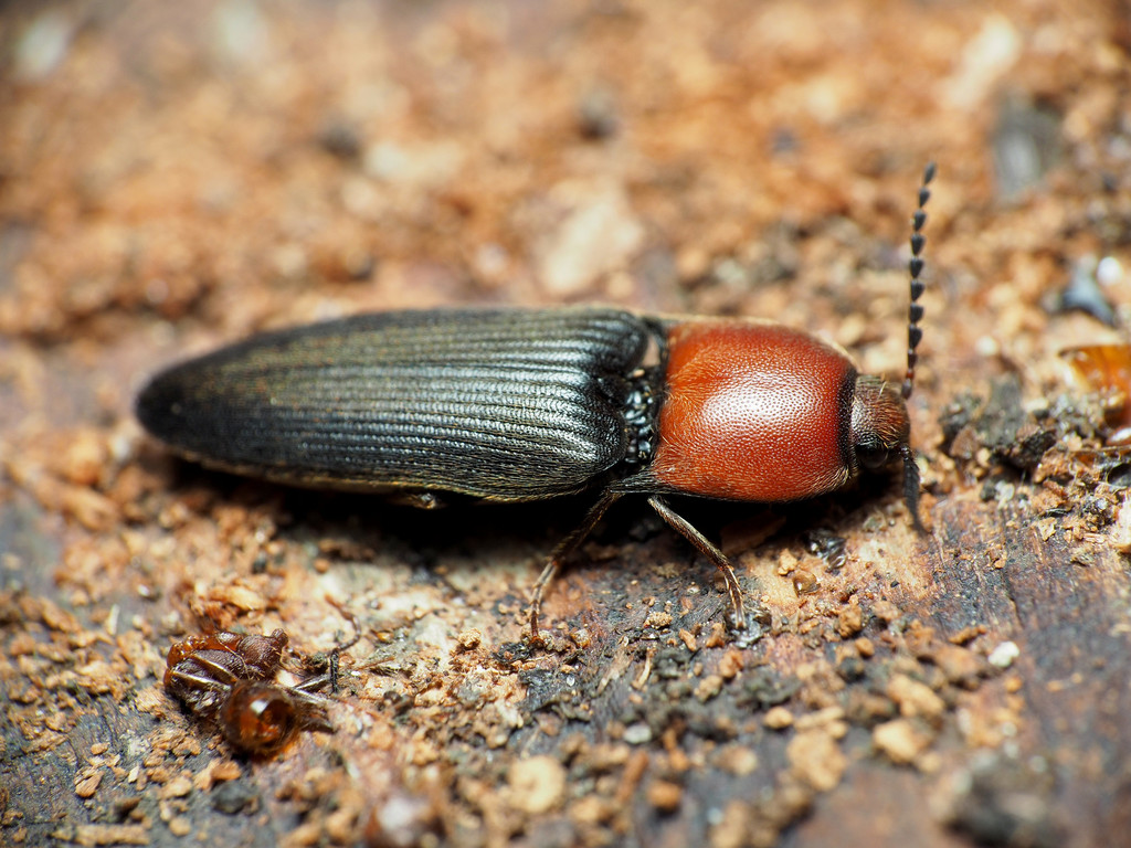 Ampedus rubricollis