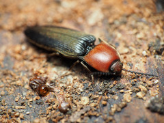 Ampedus rubricollis