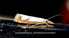 Catoptria mienshani