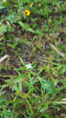 Hexasepalum apiculatum