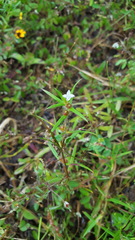 Hexasepalum apiculatum