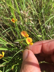 Zornia dyctiocarpa