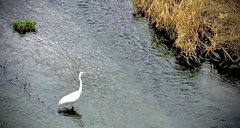 Ardea alba