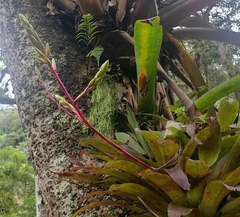 Guzmania rhonhofiana