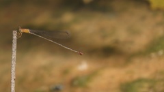 Teinobasis rufithorax
