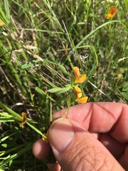 Zornia dyctiocarpa